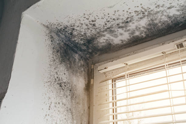 Affordable Basement Mold Removal solutions in Dunn, NC