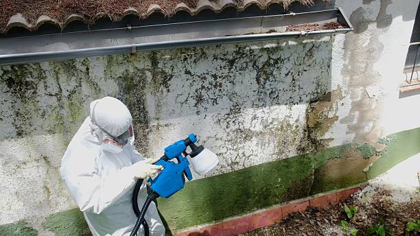 Top rated local Basement Mold Removal specialists in Dunn, NC